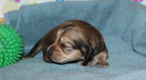 Creme of the Crop Miniature Dachshunds Shaded Male Puppy For Sale Espresso 2
