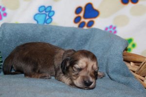 Creme of the Crop Miniature Dachshunds Shaded Male Puppy For Sale Espresso 3