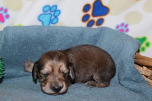 Creme of the Crop Miniature Dachshunds Shaded Male Puppy For Sale Espresso 4