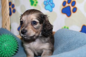 Creme of the Crop Miniature Dachshunds Shaded Male Puppy For Sale Brûlée 6