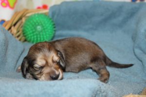 Creme of the Crop Miniature Dachshunds Shaded Male Puppy For Sale Espresso 5