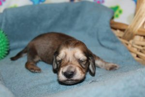 Creme of the Crop Miniature Dachshunds Shaded Male Puppy For Sale Espresso 6