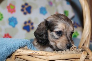 Creme of the Crop Miniature Dachshunds Shaded Male Puppy For Sale Brûlée 7