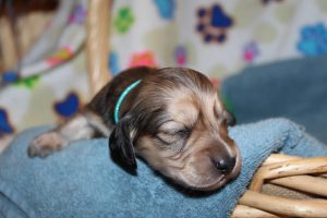Creme of the Crop Miniature Dachshunds Shaded Male Puppy For Sale Espresso 7