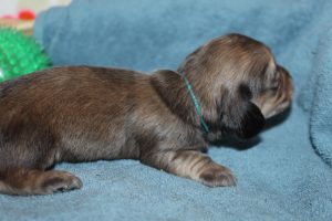 Creme of the Crop Miniature Dachshunds Shaded Male Puppy For Sale Espresso 10