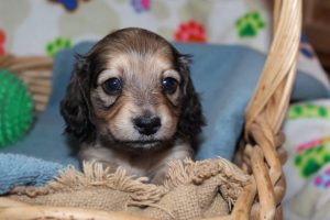 Creme of the Crop Miniature Dachshunds Shaded Male Puppy For Sale Brûlée 8