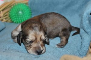 Creme of the Crop Miniature Dachshunds Shaded Male Puppy For Sale Espresso 8