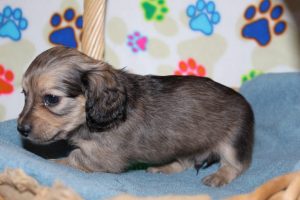 Creme of the Crop Miniature Dachshunds Shaded Male Puppy For Sale Brûlée 9