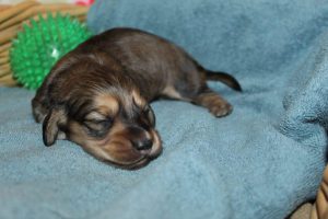 Creme of the Crop Miniature Dachshunds Shaded Male Puppy For Sale Latte 5