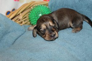 Creme of the Crop Miniature Dachshunds Shaded Male Puppy For Sale Latte 4