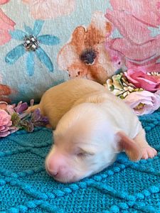 Creme of the Crop Miniature Dachshund Puppy - Platinum Blonde English Cream boy Jax 2
