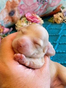 Creme of the Crop Miniature Dachshunds ee platinum blonde baby girl Gracie Mai 9