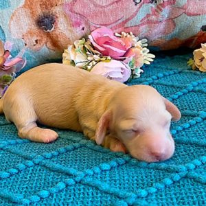 Creme of the Crop Miniature Dachshunds ee platinum blonde baby girl Gracie Mai 3