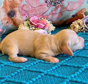 Creme of the Crop Miniature Dachshunds ee platinum blonde baby girl Gracie Mai 4