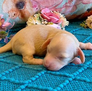 Creme of the Crop Miniature Dachshunds ee platinum blonde baby girl Gracie Mai 2