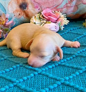 Creme of the Crop Miniature Dachshunds ee platinum blonde baby girl Gracie Mai 5