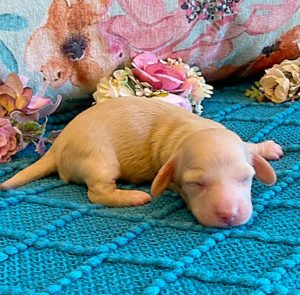 Creme of the Crop Miniature Dachshunds ee platinum blonde baby girl Gracie Mai 1