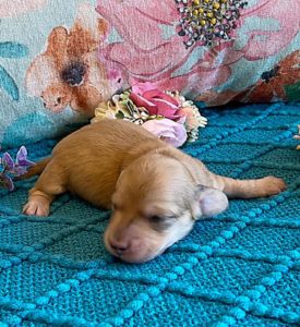 Creme of the Crop Miniature Dachshund Puppy - Platinum Blonde English Cream Female Stella Rose 3
