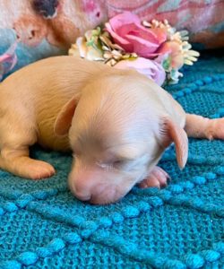 Creme of the Crop Miniature Dachshunds ee platinum blonde baby girl Gracie Mai 8
