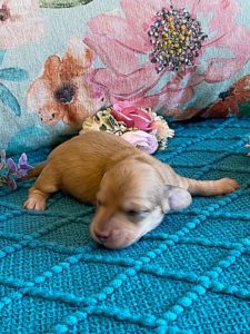 Creme of the Crop Miniature Dachshund Puppy - Platinum Blonde English Cream Female Stella Rose