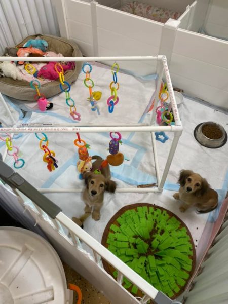 Creme of the Crop Miniature Dachshunds Breeder - Puppy Nursery Photos