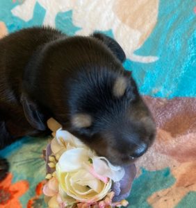 Creme of the Crop Miniature Dachshunds - Black & Tan Puppy Otto