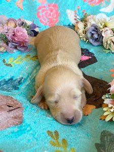 Creme of the Crop Miniature Dachshunds - Cream Female Puppy Ellie 2