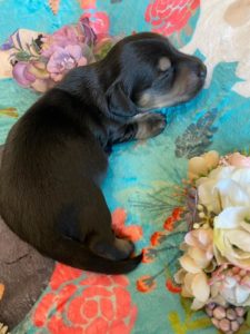 Creme of the Crop Miniature Dachshunds - Black & Tan Puppy Otto 2