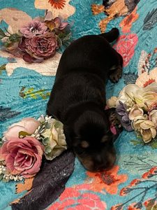 Creme of the Crop Miniature Dachshunds - Black & Cream Male Puppy 3