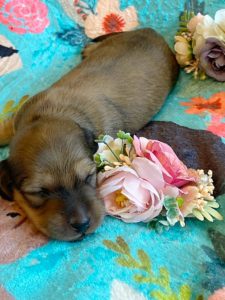 Creme of the Crop Miniature Dachshunds - Shaded Cream Male Puppy Colin 2