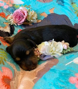 Creme of the Crop Miniature Dachshunds - Black & Tan Puppy Otto 3