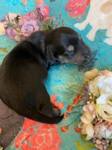 Creme of the Crop Miniature Dachshunds - Black & Tan Puppy Otto 5
