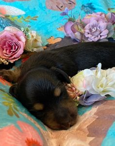 Creme of the Crop Miniature Dachshunds - Black & Tan Puppy Otto 6