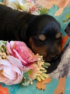 Creme of the Crop Miniature Dachshunds - Black & Tan Puppy Otto 7