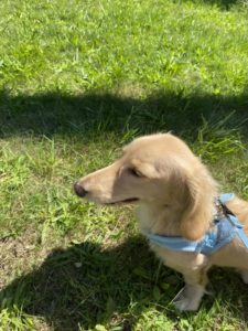 Creme of the Crop Miniature Dachshunds - Available Male Puppy Monkee 13