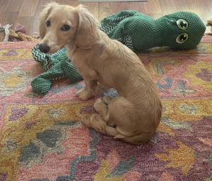 Creme of the Crop Miniature Dachshunds - Available Male Puppy Monkee 11