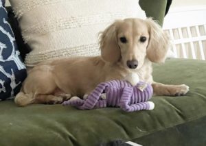Creme of the Crop Miniature Dachshunds - Available Male Puppy Monkee 8