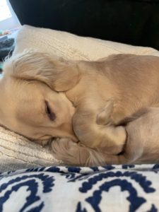 Creme of the Crop Miniature Dachshunds - Available Male Puppy Monkee 7
