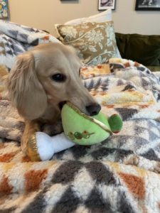 Creme of the Crop Miniature Dachshunds - Available Male Puppy Monkee 5