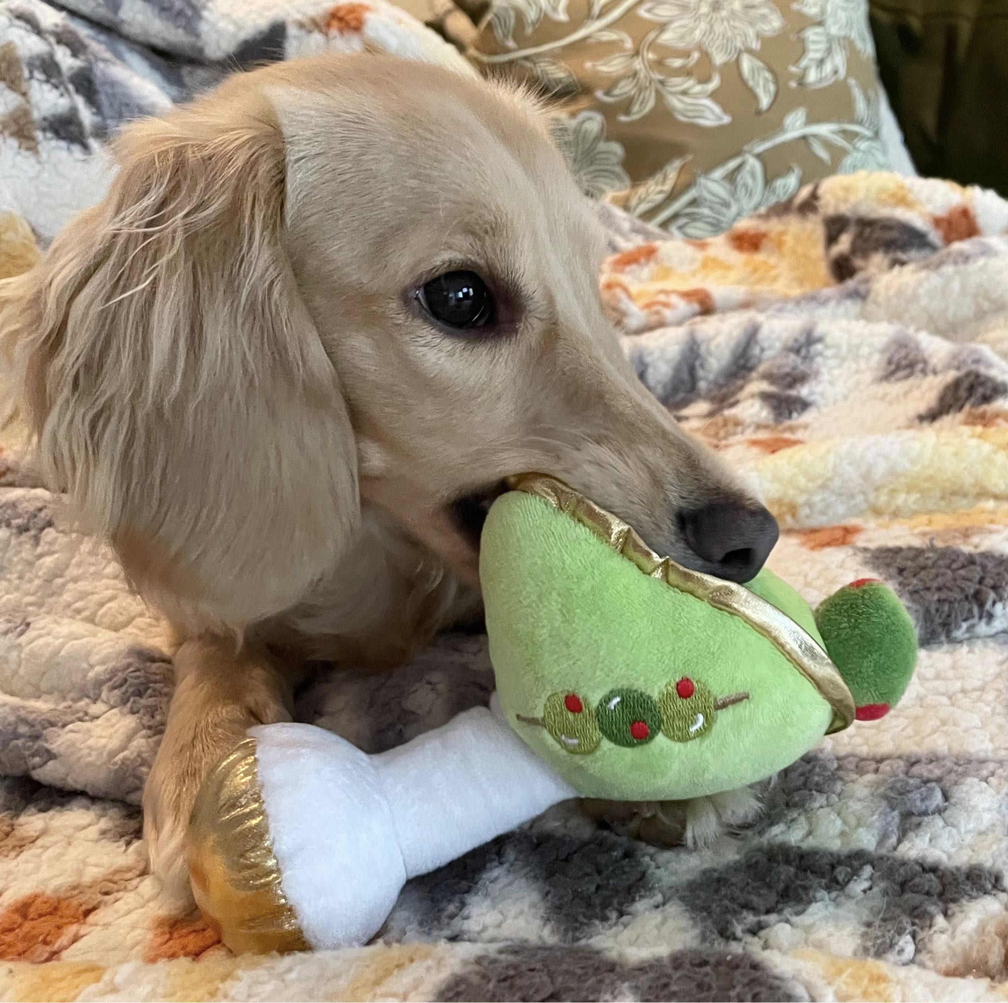 English Cream Miniature Dachshund Puppies - Crème of the Crop Dachshund ...