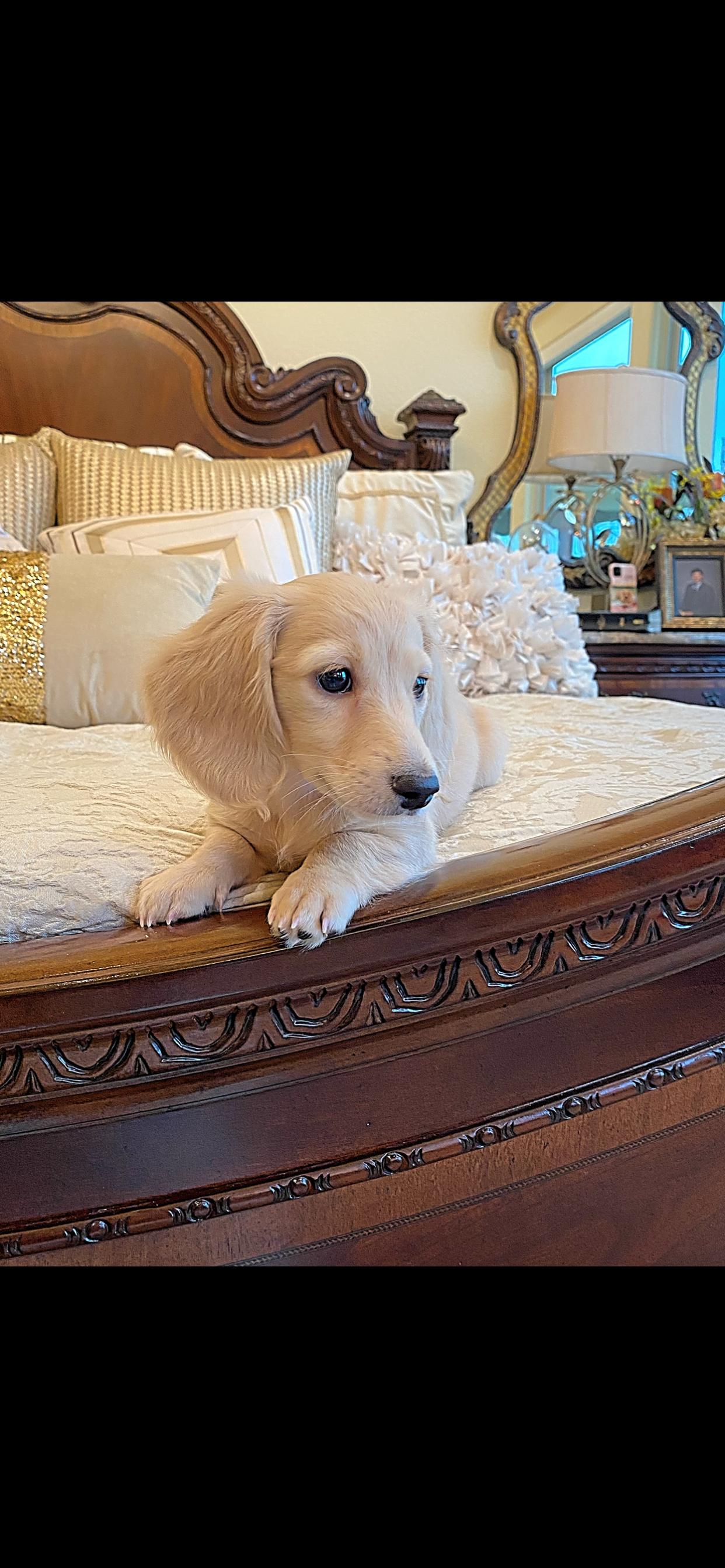 Creme of the Crop Dachshunds - English Cream Miniature Dachshunds