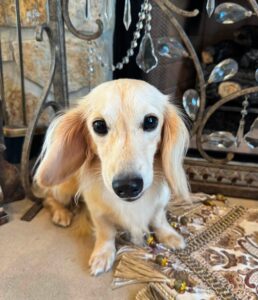 Creme of the Crop Miniature Dachshund Breeder Male Val 3