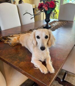 Creme of the Crop Miniature Dachshund Breeder Female Linen 6