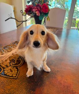 Creme of the Crop Miniature Dachshund Breeder Male Val 4