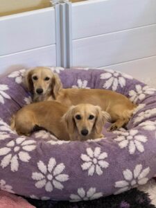 Creme of the Crop Miniature Dachshund Dogs For Re-Homing Brylee & River 1