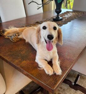 Creme of the Crop Miniature Dachshund Breeder Female Linen 7