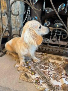 Creme of the Crop Miniature Dachshund Breeder Male Val 2