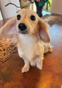 Creme of the Crop Miniature Dachshund Breeder Male Val 1