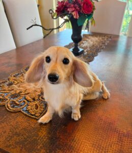 Creme of the Crop Miniature Dachshund Breeder Male Val 10