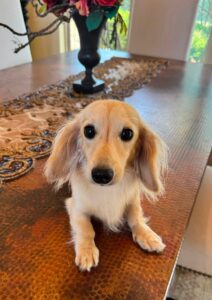 Creme of the Crop Miniature Dachshund Breeder Male Val 9